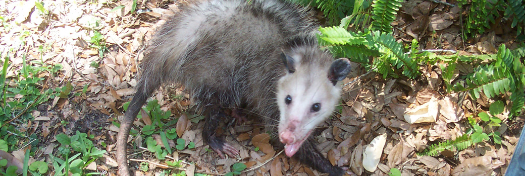 What kind of bait to catch a opossum?